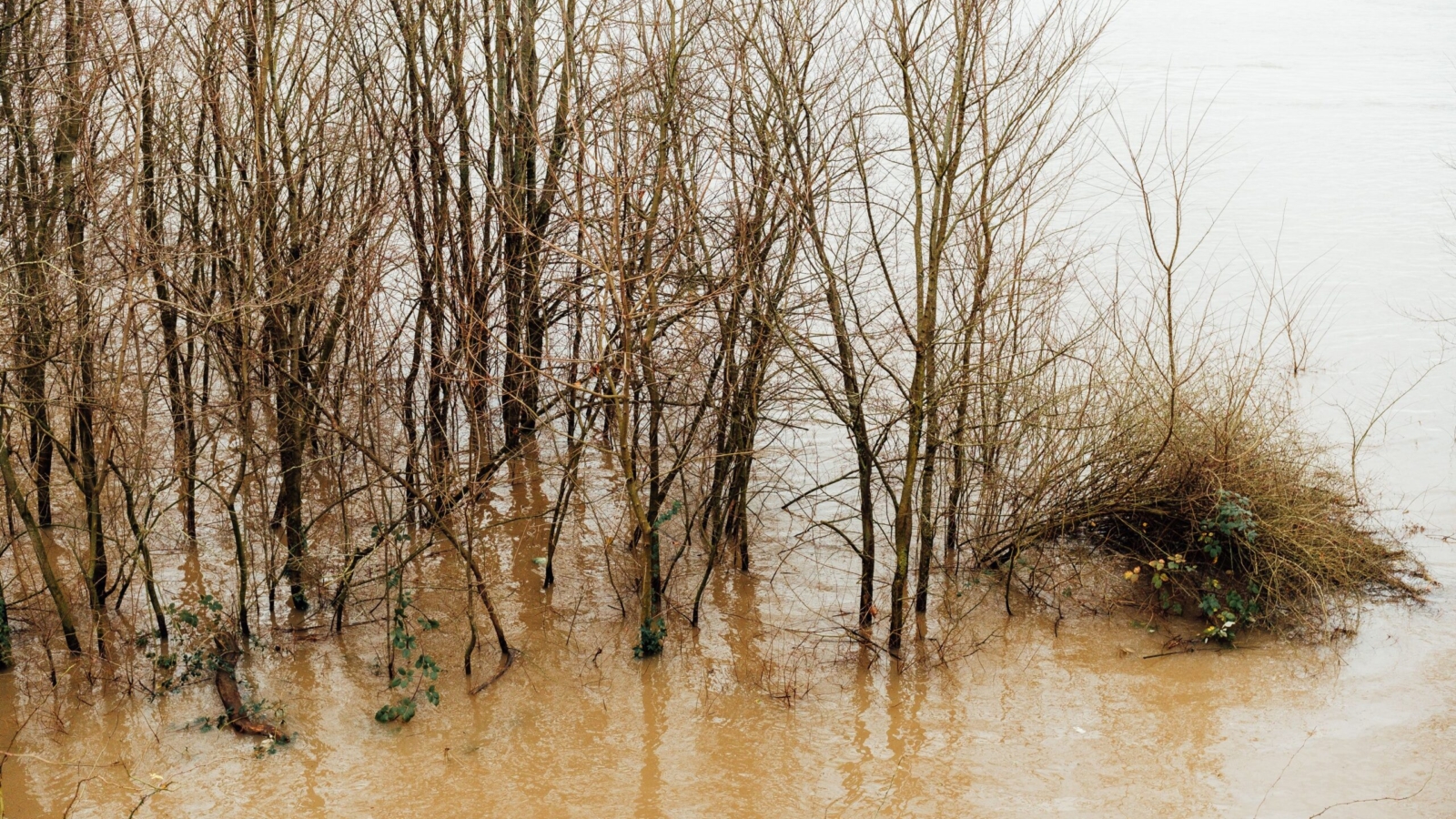 Árboles en un río desbordado